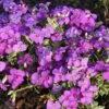 Aubrieta 'Dr. Mules Variegata' -Bulb Garden Store AUBR V59560 A h