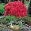 Azalea (Standard) -Bulb Garden Store AZAL 62520V A h