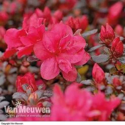 Azalea 'Dwarf Collection' 10 Azalea 'Dwarf Collection' -Bulb Garden Store AZAL V53136 B