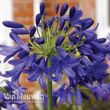 Agapanthus 'Flower Of Love' 4 Agapanthus 'Flower Of Love' - Image 2