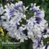 Agapanthus 'Twister'