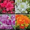 Azalea 'Dwarf Collection' -Bulb Garden Store Azalea Dwarf Collection