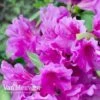 Azalea 'Dwarf Lilac' -Bulb Garden Store Azalea Dwarf Lilac
