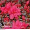 Azalea 'Dwarf Red' -Bulb Garden Store Azalea Dwarf Red