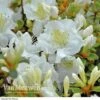 Azalea 'Dwarf White' -Bulb Garden Store Azalea Dwarf White