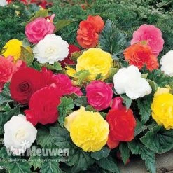 Begonia 'Double Flowered Mixed' -Bulb Garden Store BEGO 12544 A