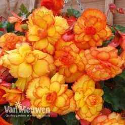 Begonia 'Cascading Fireball' -Bulb Garden Store BEGO 69301 C
