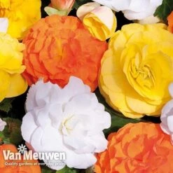 Begonia 'Nonstop Citrus Mix' 13 Begonia 'Nonstop Citrus Mix' -Bulb Garden Store BEGO V48976 C