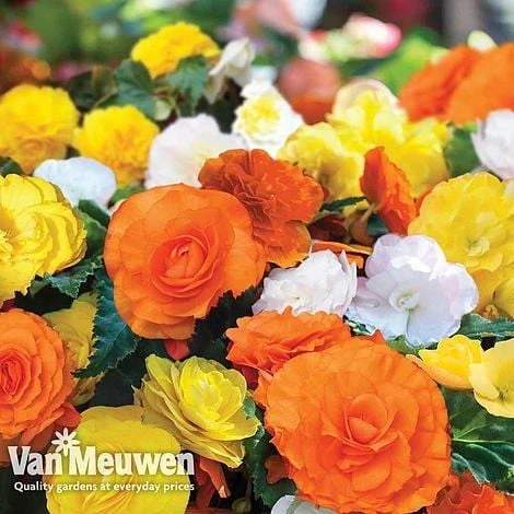 Begonia 'Nonstop Citrus Mix' 4 Begonia 'Nonstop Citrus Mix' - Image 2