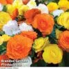 Begonia 'Nonstop Citrus Mix' -Bulb Garden Store BEGONIA NONSTOPMIXED KC6172 A