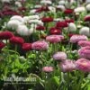 Bellis Perennis 'Bellissima Mixed' -Bulb Garden Store BELL V57241 A