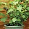 Blackcurrant 'Ebony' -Bulb Garden Store BLAC V48143 A h