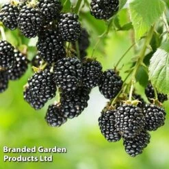 Blackberry 'Black Cascade' -Bulb Garden Store BLAC BLACKCASC L38071