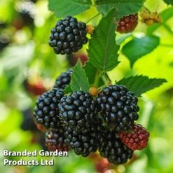 Blackberry 'Black Cascade' -Bulb Garden Store BLAC BLACKCASC L38072