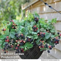 Blackberry 'Black Cascade' -Bulb Garden Store BLAC BLACKCASC T11897
