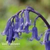 English Bluebells -Bulb Garden Store BLUE 26750 A1