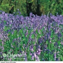 English Bluebells -Bulb Garden Store BLUE 26750 D
