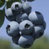 Blueberry 'Brigitta' -Bulb Garden Store BLUE V15101 A h