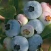 Blueberry 'Chandler' -Bulb Garden Store BLUE V15102 A h
