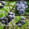Blueberry 'Full Season Collection' -Bulb Garden Store BLUE V45268P A1