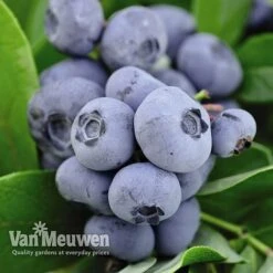 Blueberry 'Full Season Collection' -Bulb Garden Store BLUE V45268P C