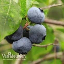 Blueberry 'Full Season Collection' -Bulb Garden Store BLUE V45268P D