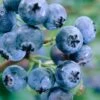 Blueberry 'Earliblue' -Bulb Garden Store BLUE V45842 A h
