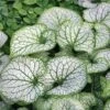 Brunnera Macrophylla 'Jack Frost' 2 Brunnera Macrophylla 'Jack Frost' -Bulb Garden Store BRUN V58776 A h