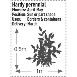 Brunnera Macrophylla 'Jack Frost' -Bulb Garden Store BRUN V58776 B h