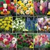 Value Spring Bulbs Collection -Bulb Garden Store BULB 69855V A h