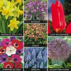 Mixed Bulb Collection
