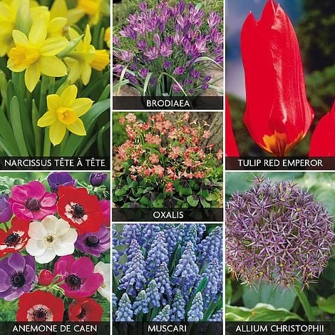 Mixed Bulb Collection 3 Mixed Bulb Collection