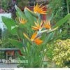 Bird Of Paradise Flower -Bulb Garden Store Bird Of Paradise Strelitzia
