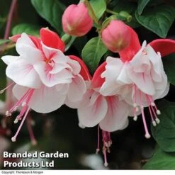 Fuchsia 'Swingtime' -Bulb Garden Store BrandedGP Copyright Image swingtime3