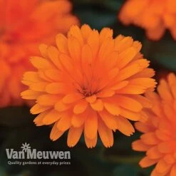 Calendula 'Power Daisy' Collection -Bulb Garden Store CALE VKA1013 C
