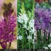 Camassia Collection -Bulb Garden Store CAMA V47469 A h