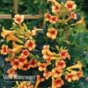 Campsis X Tagliabuana 'Indian Summer' -Bulb Garden Store CAMP V63780 d