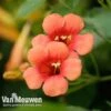 Campsis X Tagliabuana 'Madame Galen' -Bulb Garden Store CAMP v59247VM A