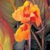 Canna 'Tropicanna' -Bulb Garden Store CANN V58735 A h