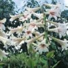 Cardiocrinum Giganteum -Bulb Garden Store CARD V60841 A h