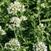 Centranthus Ruber 'Albus' -Bulb Garden Store CENT V59570 A h