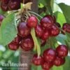 Cherry 'Stella' -Bulb Garden Store CHER 61408V A