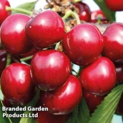 Cherry 'Sunburst' -Bulb Garden Store CHER 61758 D