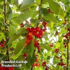 Cherry 'Sylvia' (Mini Fruit Tree) -Bulb Garden Store CHER T10442 C