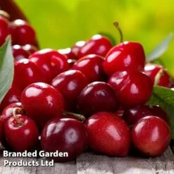 Cherry 'Sylvia' (Mini Fruit Tree) -Bulb Garden Store CHER T10442 D