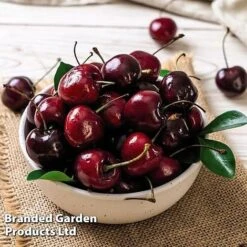 Cherry 'Sylvia' (Mini Fruit Tree) -Bulb Garden Store CHER T10442 E