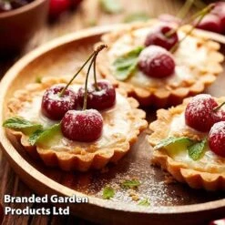 Cherry 'Sylvia' (Mini Fruit Tree) -Bulb Garden Store CHER T10442 F