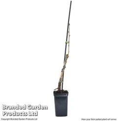 Cherry 'Sylvia' (Mini Fruit Tree) -Bulb Garden Store CHER T10442 G