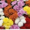 Chrysanthemum 'Decorative' -Bulb Garden Store CHRY 60356 A