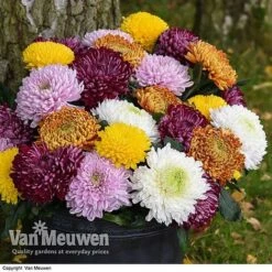 Chrysanthemum 'Incurved Mixed' 8 Chrysanthemum 'Incurved Mixed' -Bulb Garden Store CHRY 72960 B